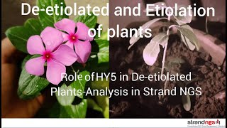 Deetiolation and Etiolation of Plants and role of HY5 in Deetiolated plant Analysis in Strand NGS [upl. by Oigile883]