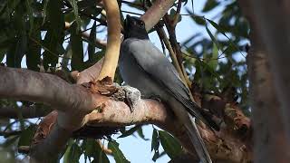 Blackfaced Cuckooshrike Hervey Bay Qld [upl. by Norrej]