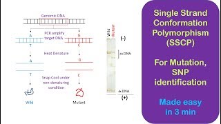 Single Strand Conformation Polymorphism SSCP [upl. by Hennessy301]