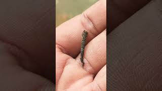 bagwormmoth moth bagworm entomology himalayas [upl. by Sutsuj]