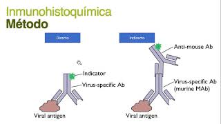 6 La inmunohistoquímica [upl. by Joane]