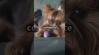 Meet the Affenpinscher The Monkey Terrier [upl. by Aicinoid]