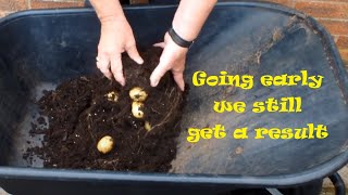 Potato reveal from a small bucket Jelly Were going early as the bottom leaves are turning yellow [upl. by Casimir]