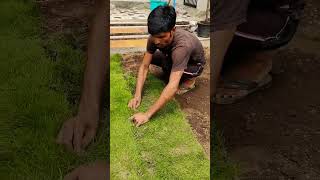 Natural Carpet Grass for Home Garden in Maxican Style 🌼।। House Lawn Decoration 🌺 [upl. by Ativahs283]