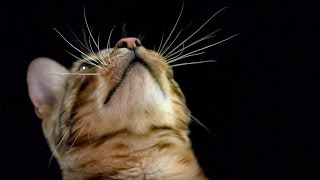 How Do Cats Use Their Whiskers SlowMotion  Cats Uncovered  BBC Earth [upl. by Lidstone]