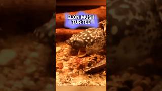 How does a Musk turtle handle election day shortsvideo [upl. by Allanson186]