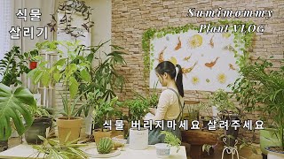 식물 버리지말고 살려주세요  예쁘게 화초 심기  식물 VLOG  Autumn veranda plant [upl. by Enrichetta]