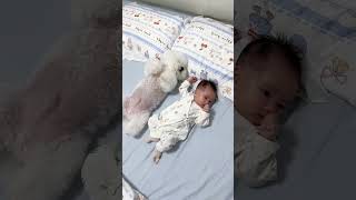 When a dog meets a baby for the first time puppyhaven shorts [upl. by Packer]