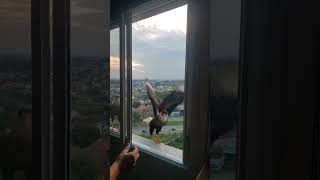 Man feeds hungry hawks through his window [upl. by Noreh]