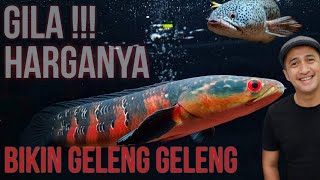 Harga Ikan Channa 2021 ini dia 5 ikan channa termahal [upl. by Zabrine109]