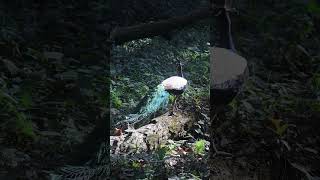 peacock peacockelegance birds wildlife wildlifephotography gorumaranationalpark birdsvideo [upl. by Haidebej]