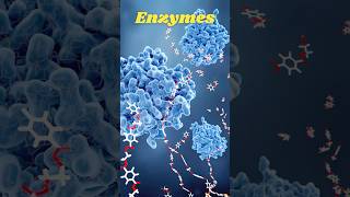 How Enzymes Speed Up Reactions  Quick Science Facts [upl. by Dahcir]