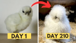 From Silkie Chicks to Adult SILKIE CHICKEN Growth Time Lapse Transformation  Silkie Chickens Silky [upl. by Ahsiek]