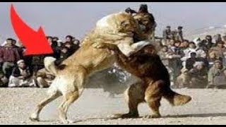 Mastin tibetano capas de Derrotar aun Poderoso Kangal Mastin vs kangal [upl. by Naliorf]