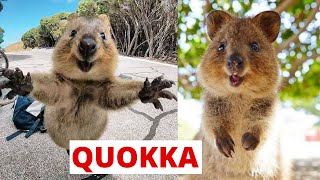 What are Quokka Animals [upl. by Oberstone]