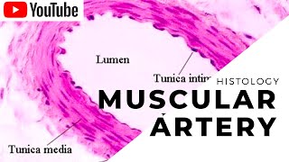 MUSCULAR ARTERY  HISTOLOGY  ANATOMY  IB SINGH  AMAN SUDHANSHU  TNMC [upl. by Leummas83]