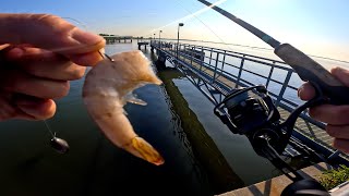 Jamaica Bay Fishing NYC Pier Fishing With Shrimp [upl. by Euqinad]