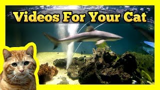 Videos for your Cat  Shark Tank White amp Black Tipped Sharks [upl. by Engenia]