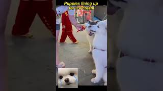 Puppies lining up for ice creamfunnydogs pets funnyanimals [upl. by Thorner993]