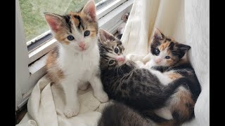 Beautiful and Cute Cat Compilation Newborns kittens mamas cats [upl. by Anitsua]