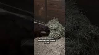 Part III of the our mini horse rescue horse horserescue [upl. by Baler]