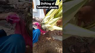 Shifting method of Sensitive plants landscapingdesign youtubeshortsvideo [upl. by Oivalf]