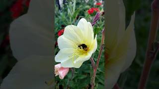 The yellow Oenothera Odorata Eveningprimrose eveningprimrose yellowflowers flowers garden [upl. by Arlan772]