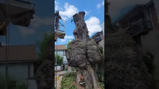 Quick amp HassleFree Tree Removal 🌳✨ Watch the Pros in Action [upl. by Bassett]