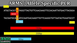 Allele Specific PCR  ARMS PCR [upl. by Irby]