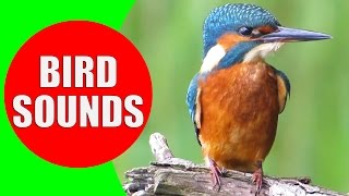 Bird sounds for kids  PART 1  Bird Identification Children Learn Common City Birds and Fowls [upl. by Justino]