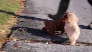 Cavapoo Puppy For Sale JONAS S [upl. by Merilee293]