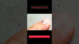 Aedes aegypti mosquito biology yellow fever chikungunya [upl. by Eninaej501]