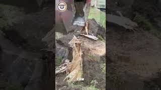 Stronken Killer 1270 PROVES Its the FASTEST Tree Stump Removal Tool [upl. by Meehan]