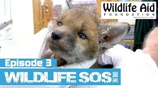 Wildlife SOS Online  Episode 3 [upl. by Winfrid]