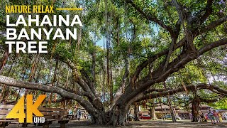 4K Lahainas more than 150yearold Banyan Tree  A Treasured Maui Island Landmark before Wildfire [upl. by Riordan]