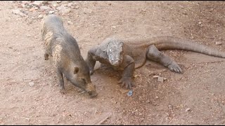 Komodo Dragon and Wild Pig Eat Together [upl. by Ttevy869]