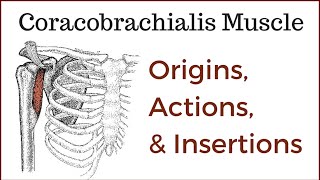 Coracobrachialis Muscle Origin Insertion and Actions [upl. by Apurk]