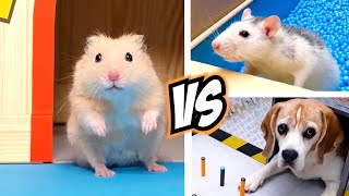 Top 5 SPORTS for real life HAMSTERS amp ANIMALS [upl. by Inger245]