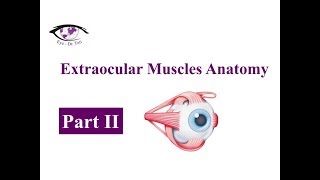 Extraocular Muscles Anatomy Part 2 of 3  Eye  DrTuti [upl. by Acinimod]