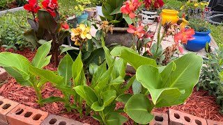 Yard Update Limequat Plumerias and Canna Lilies [upl. by Phelps]