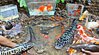 Looking for betta fish ornamental fish monster toman fish catfish snakehead fish glofish [upl. by Finny]