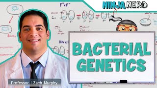 CONJUGATION TRANSFORMATION TRANSDUCTION HORIZONTAL GENE TRANSFER [upl. by Gardol]