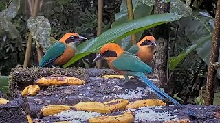 Rufous Motmot Family Takes Over Panama Feeders Adult Feeds Young – June 27 2024 [upl. by Ronaele]