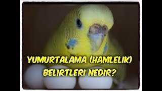 DİŞİ MUHABBET KUŞU HAMİLELİK YUMURTLAMA BELİRTİLERİ NEDİR [upl. by Atiram]