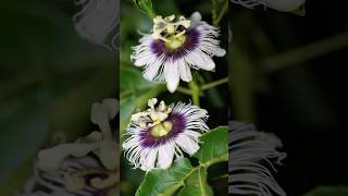 100s of Passion Fruit Flowers Bloomingpassionflower [upl. by Anifares]