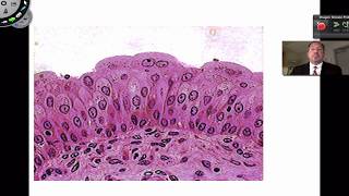 Epithelial Tissue Part 3 [upl. by Arbmik]