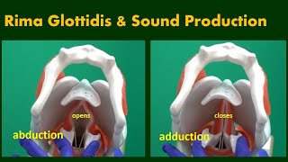 Rima Glottidis and Sound Production [upl. by Sedecram879]