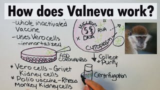 Valneva  How does Valneva work [upl. by Notnats]