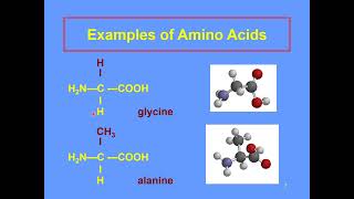 amino acids and polypeptides [upl. by Eugilegna]