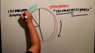 Chromatin Chromosomes amp Chromatids [upl. by Derrick]